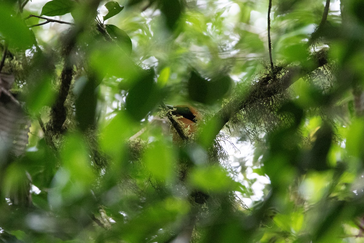 Rufous Motmot - ML616112703