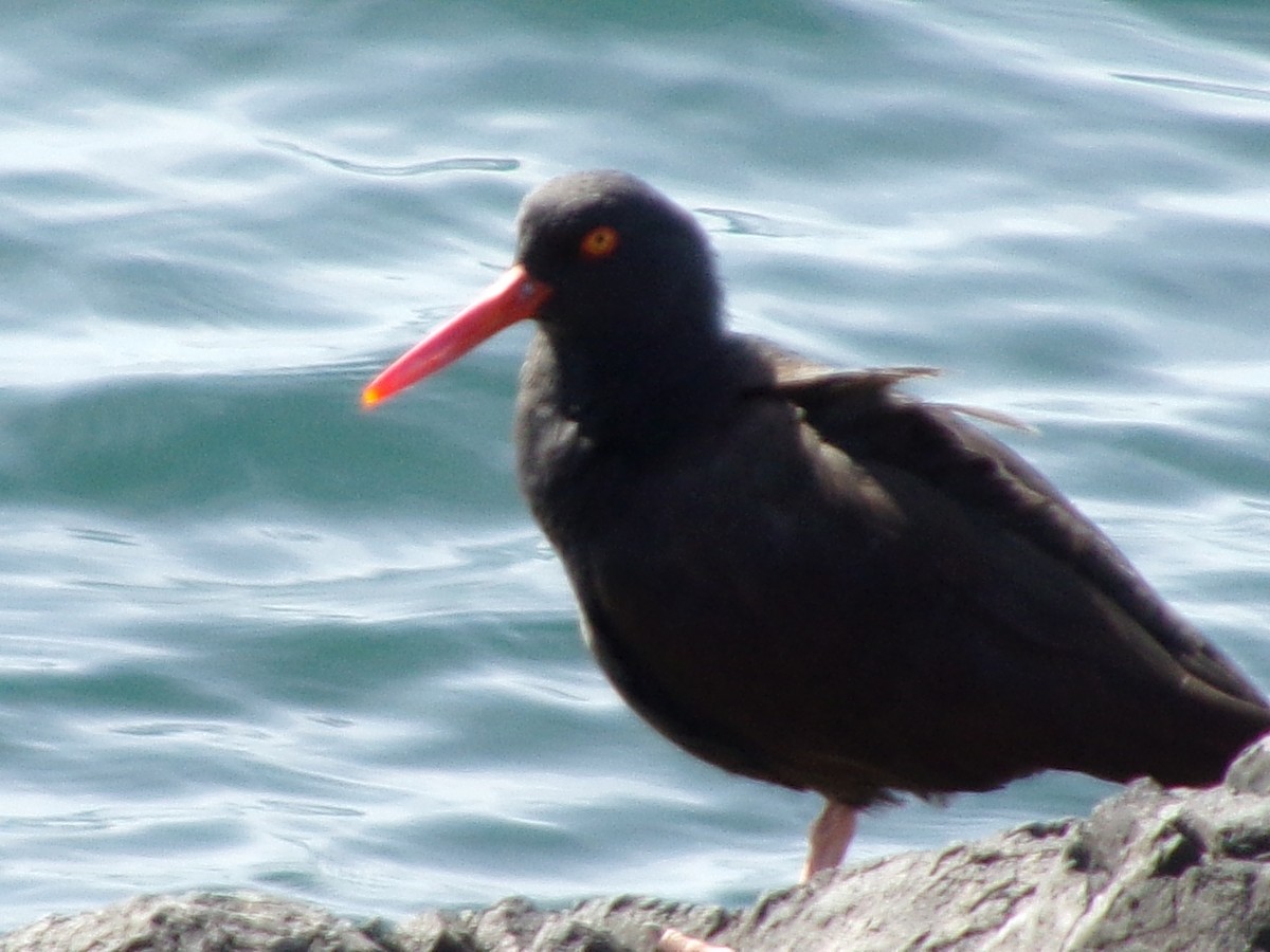 Black Oystercatcher - ML616112704