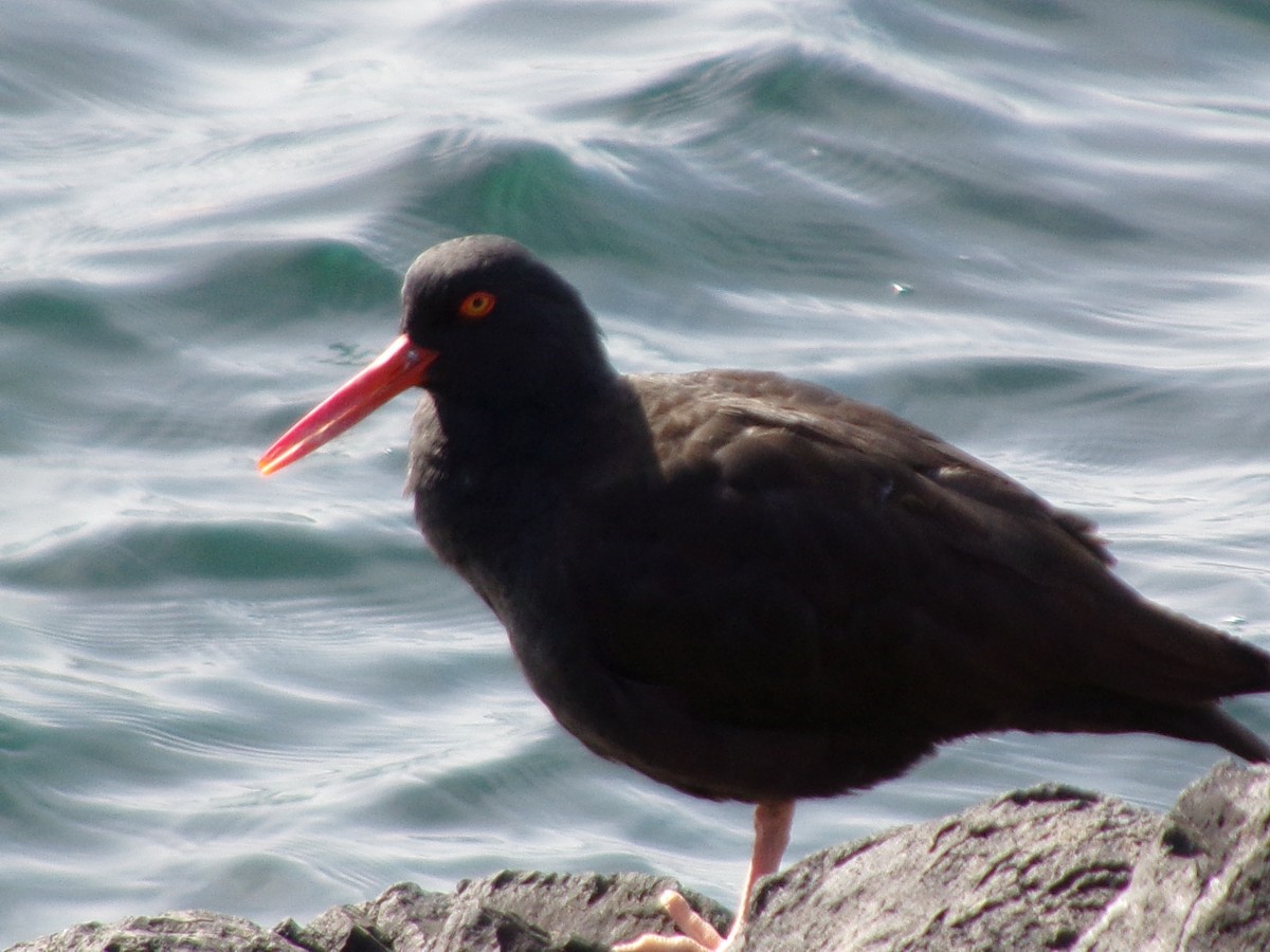 Black Oystercatcher - ML616112707