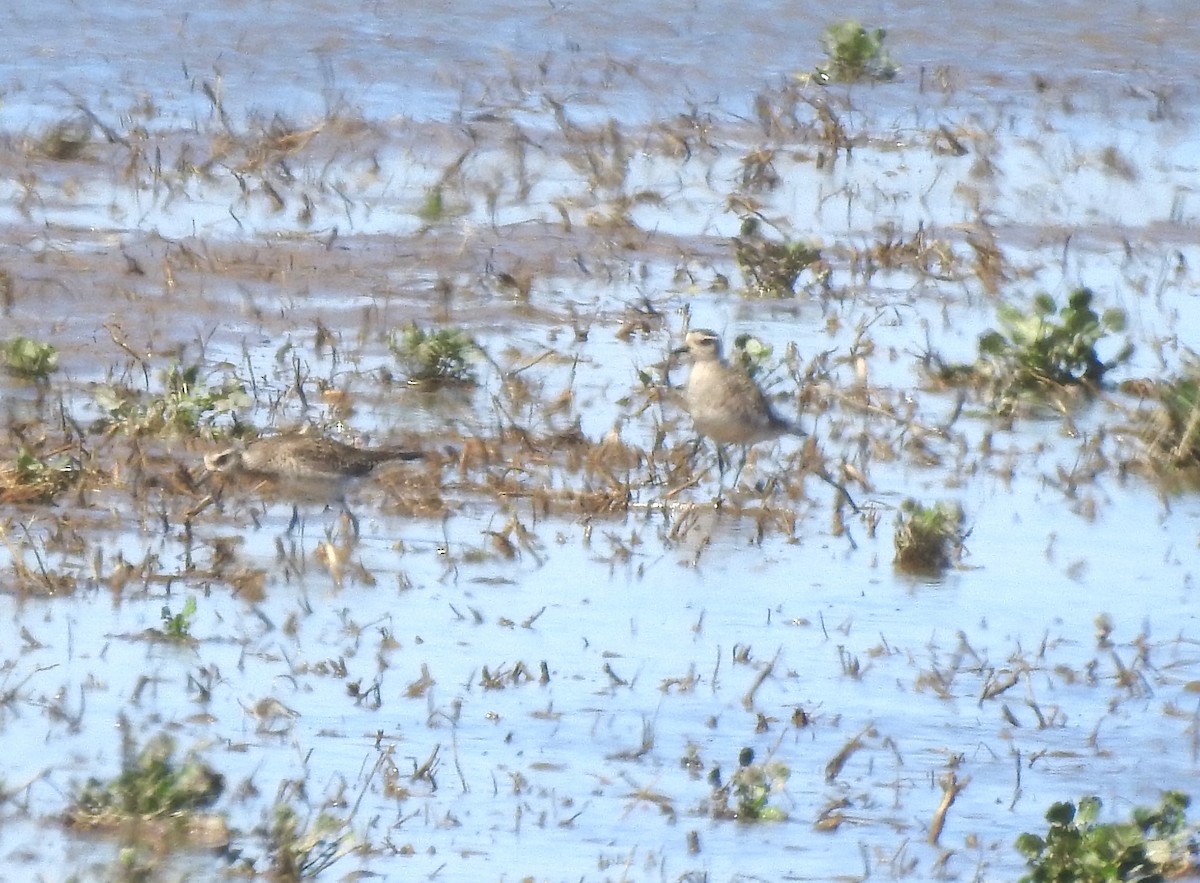 American Golden-Plover - ML616112708