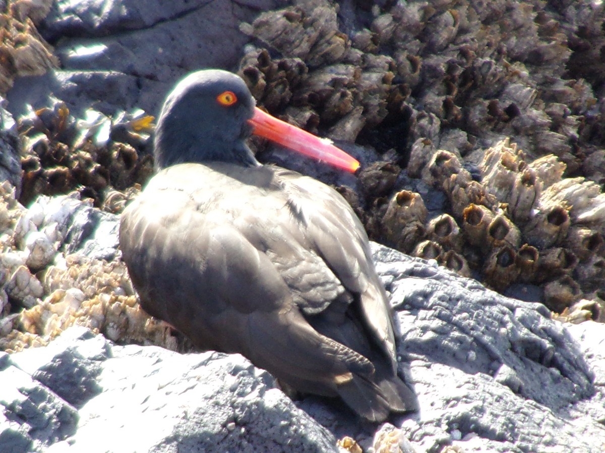 Black Oystercatcher - ML616112712