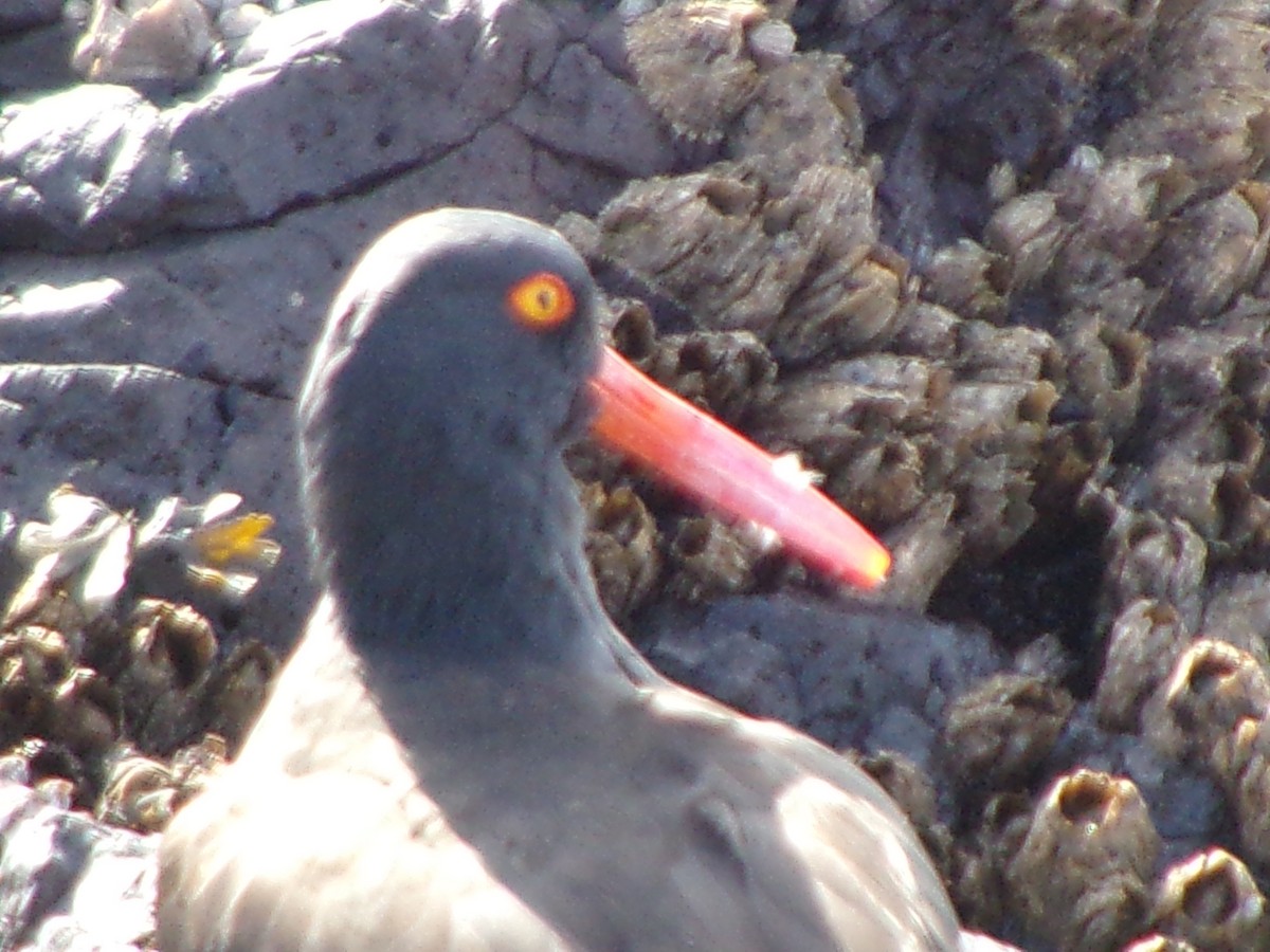 Black Oystercatcher - ML616112713