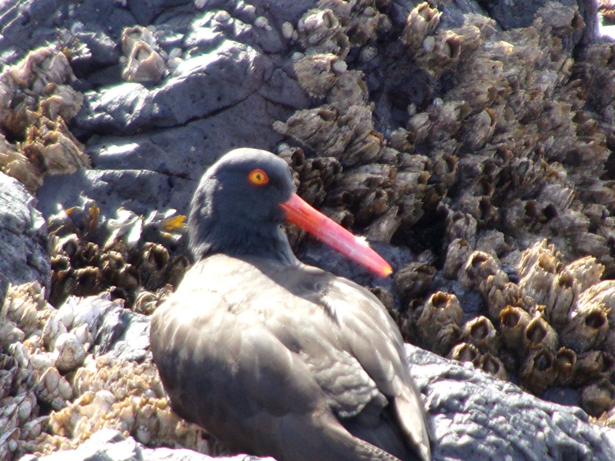 Black Oystercatcher - ML616112717