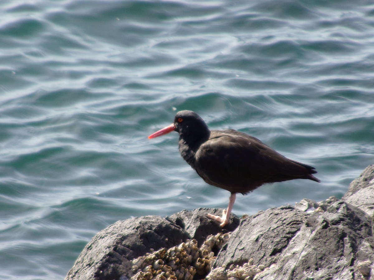 Black Oystercatcher - ML616112719