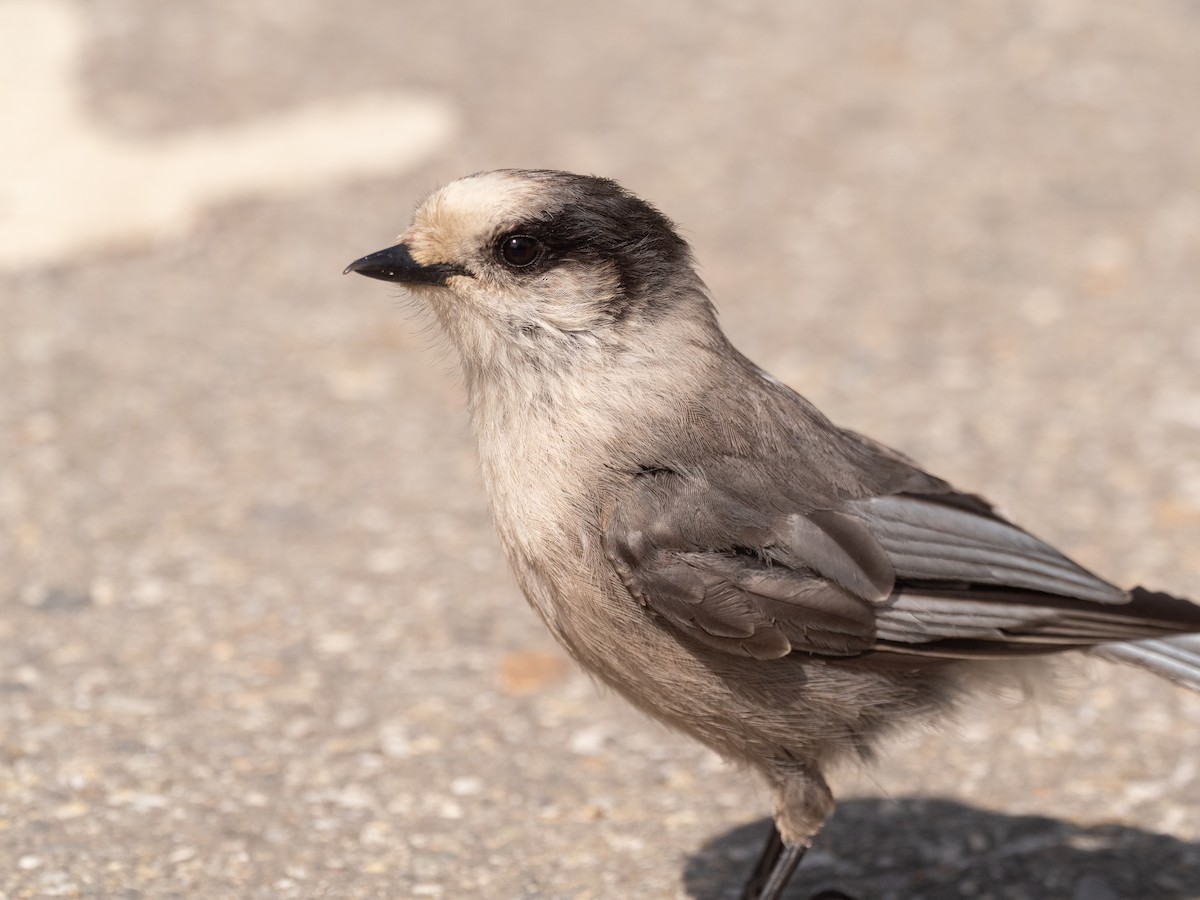 Canada Jay - ML616112728