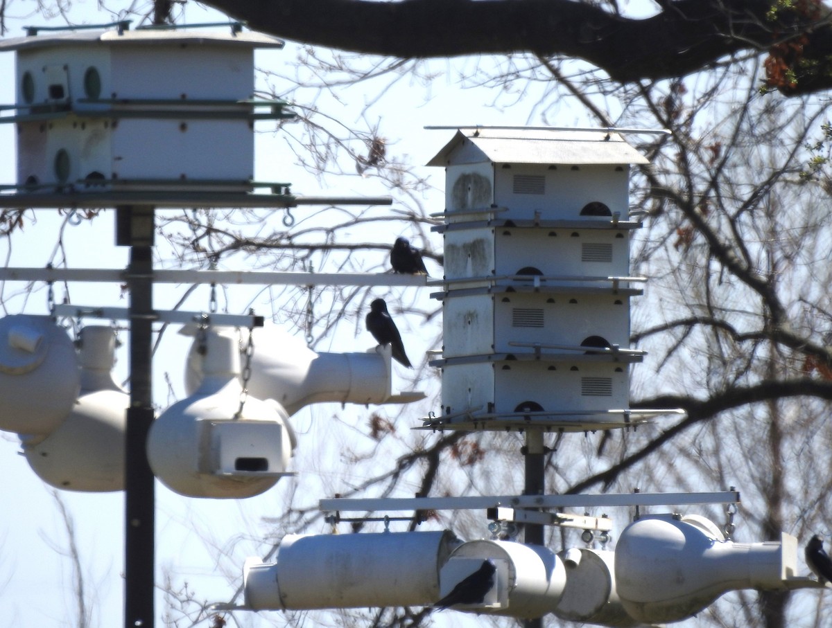 Purple Martin - Logan Harlan