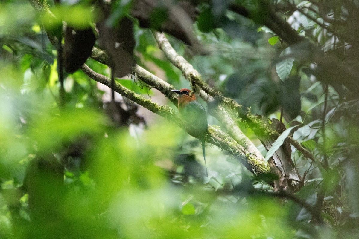 Motmot à bec large - ML616112743