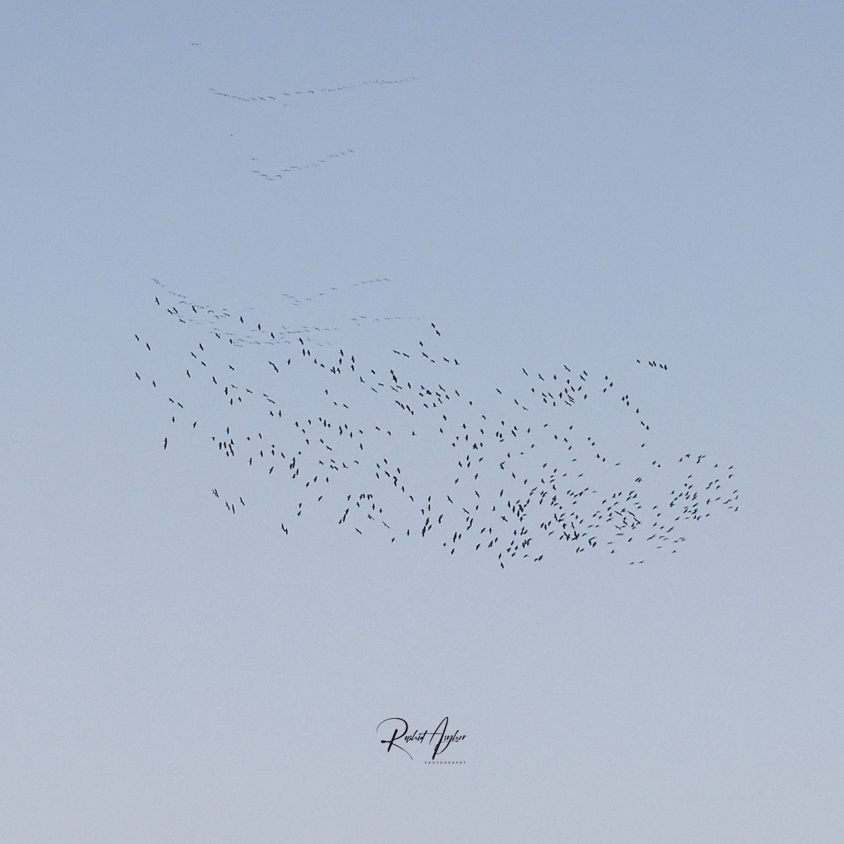 Common Crane - ML616112752