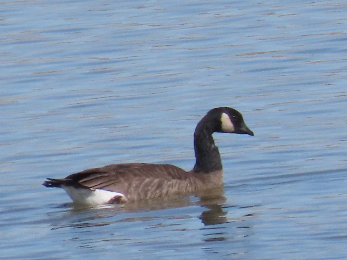 Cackling Goose (Taverner's) - Bryant Olsen