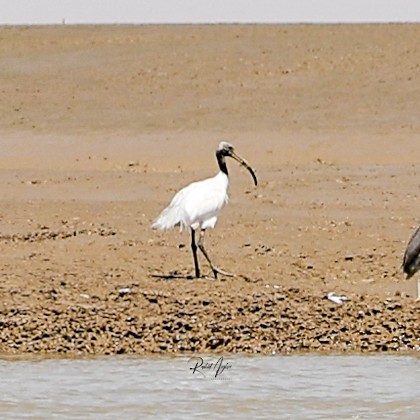 Black-headed Ibis - Rashid Asgher