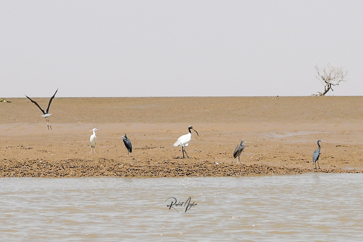 Ibis à tête noire - ML616112776