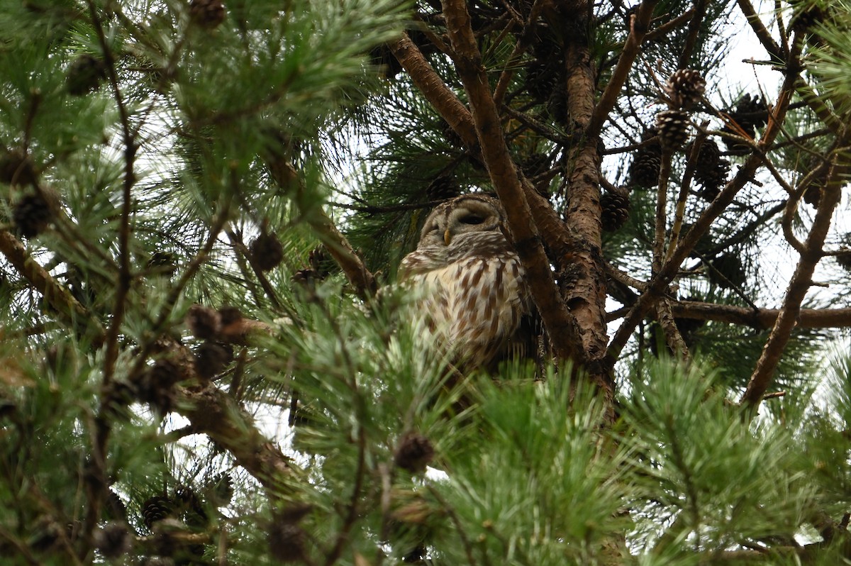 Barred Owl - ML616112777