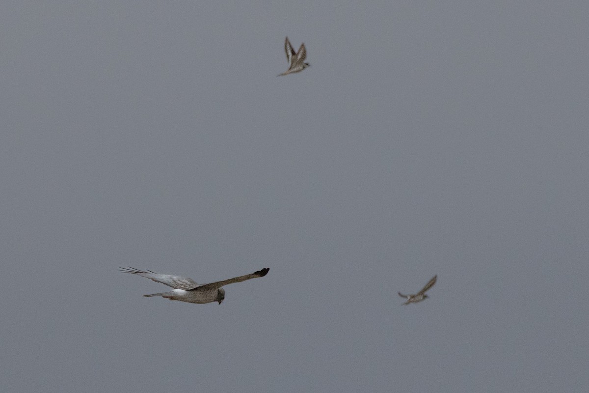 Northern Harrier - ML616112783