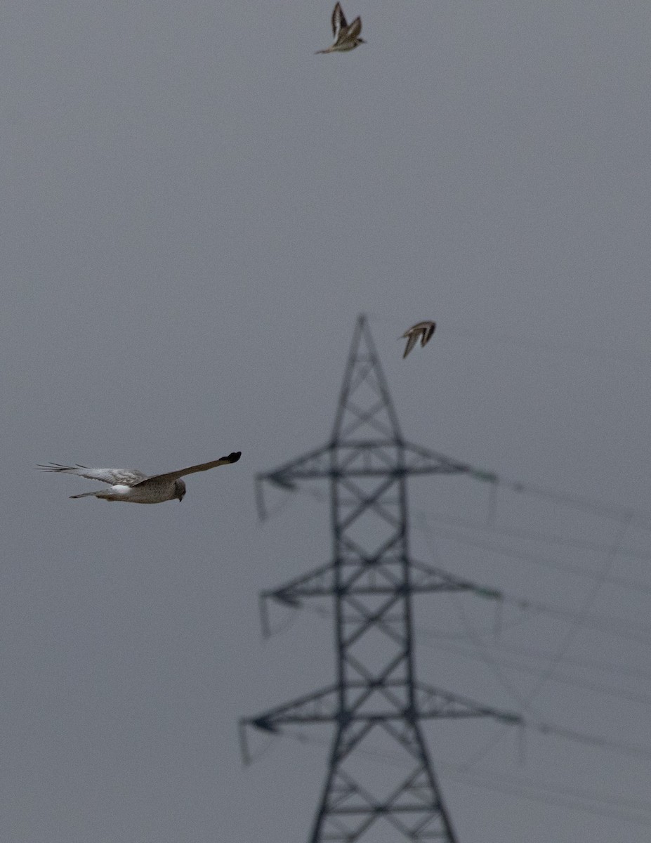 Northern Harrier - ML616112784