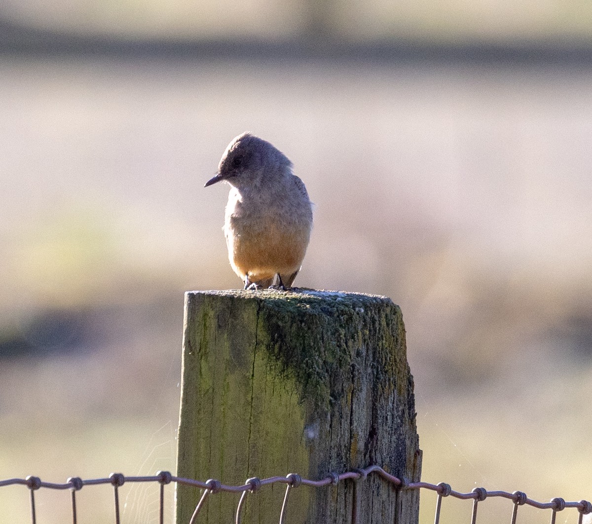 Say's Phoebe - Greg Harrington