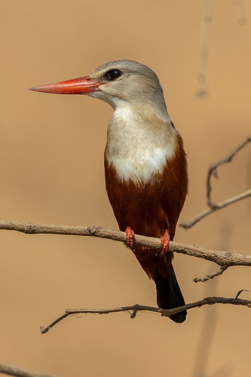 Gray-headed Kingfisher - Lindsey Napton