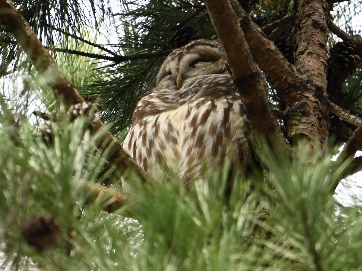 Barred Owl - ML616112807