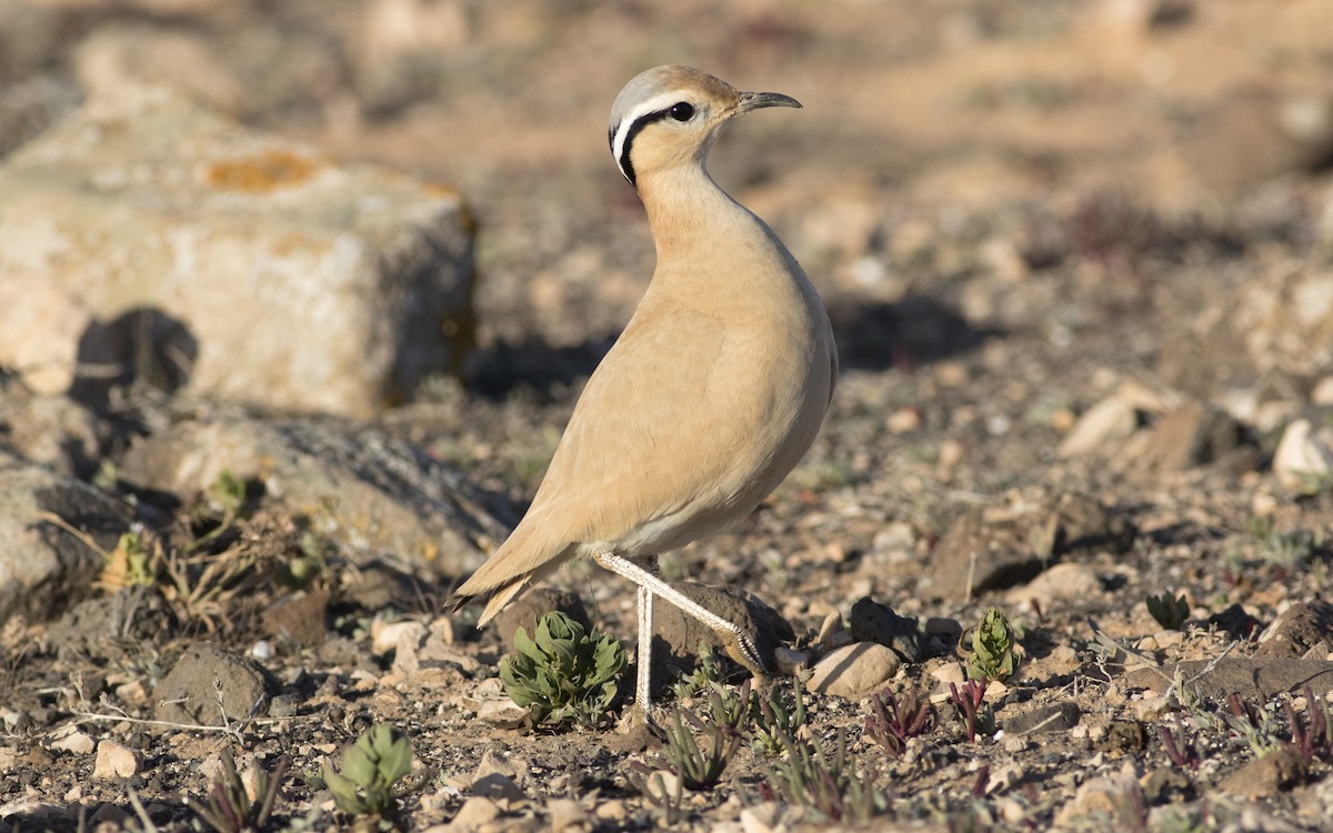 Cream-colored Courser - ML616112812