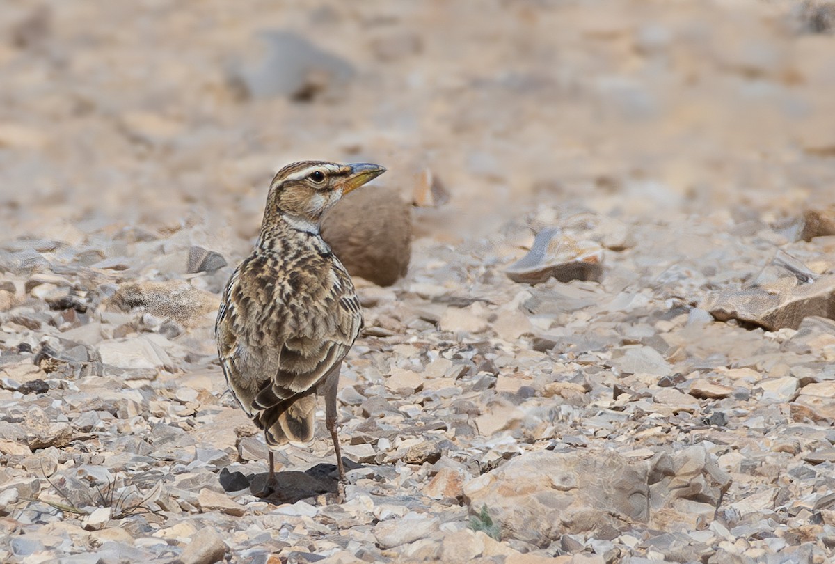 Bimaculated Lark - ML616112817