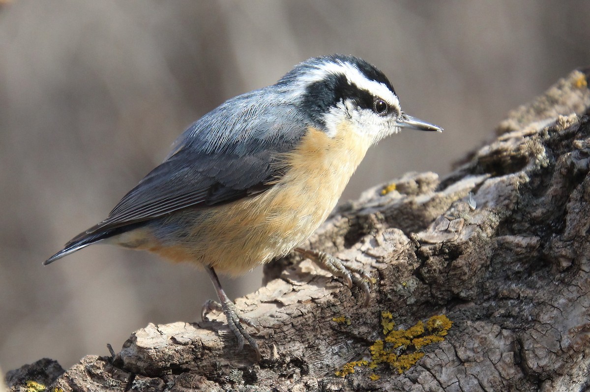 Red-breasted Nuthatch - ML616112826