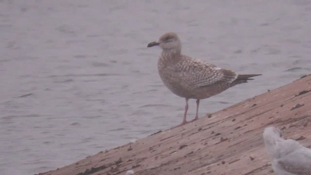 Gaviota Groenlandesa (thayeri) - ML616112831