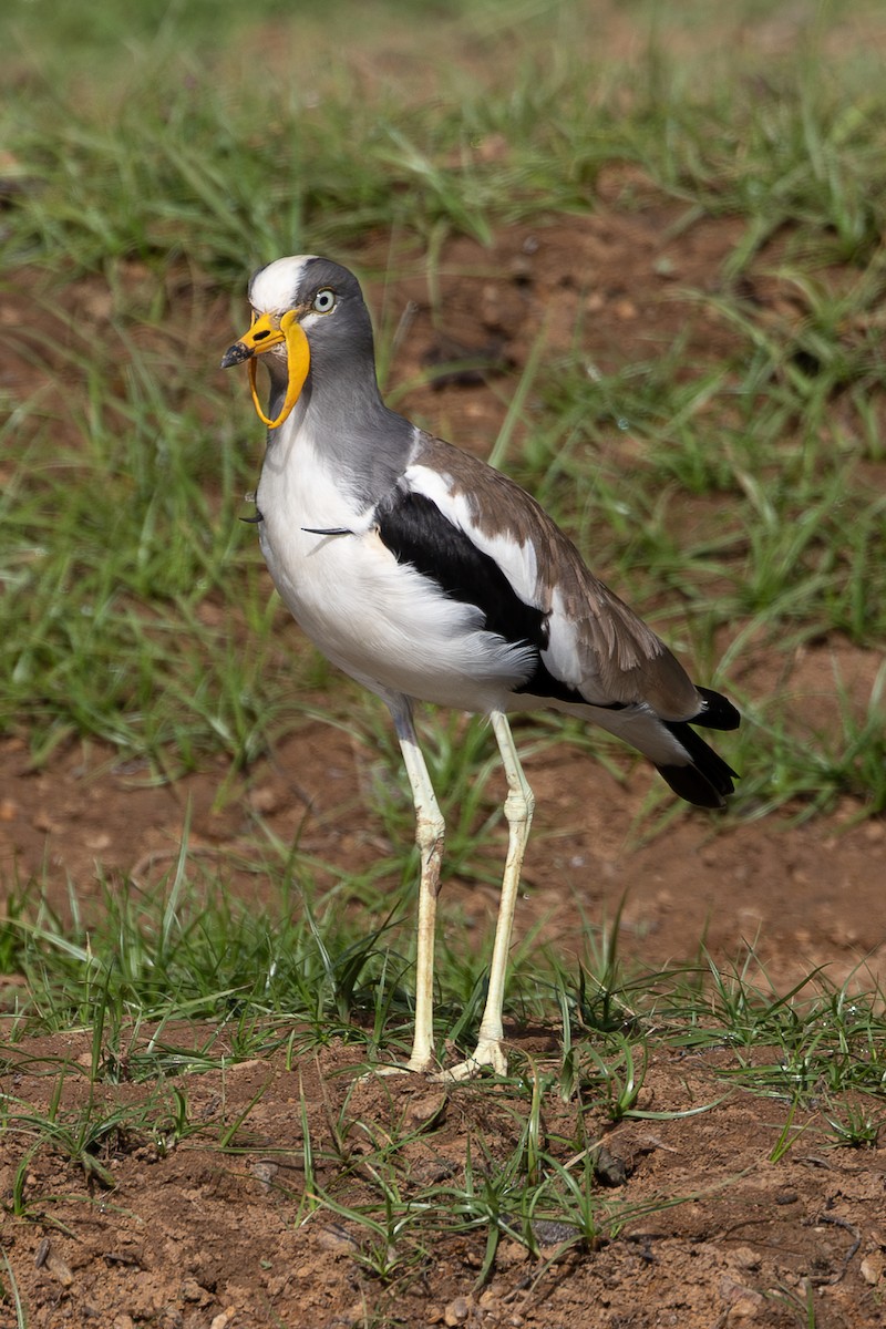 White-crowned Lapwing - Lindsey Napton