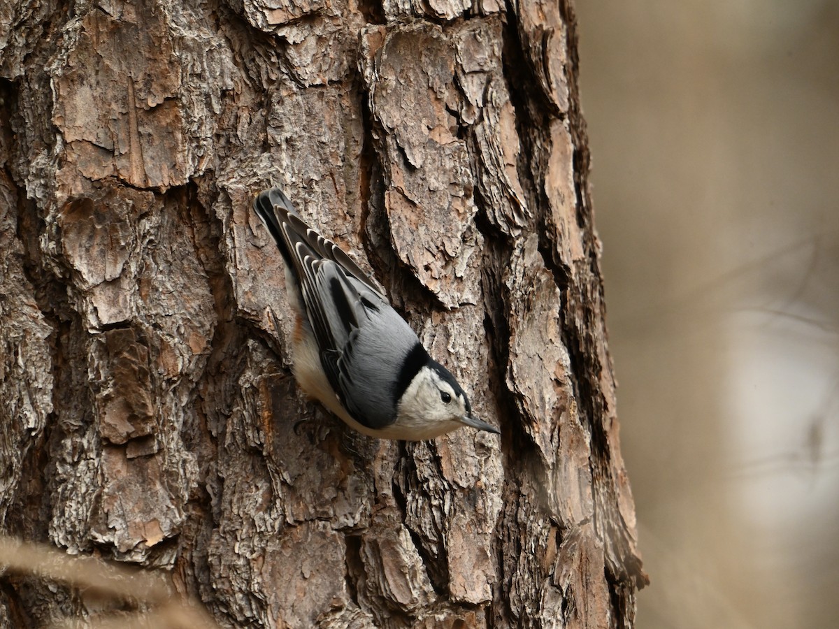 White-breasted Nuthatch - ML616112842