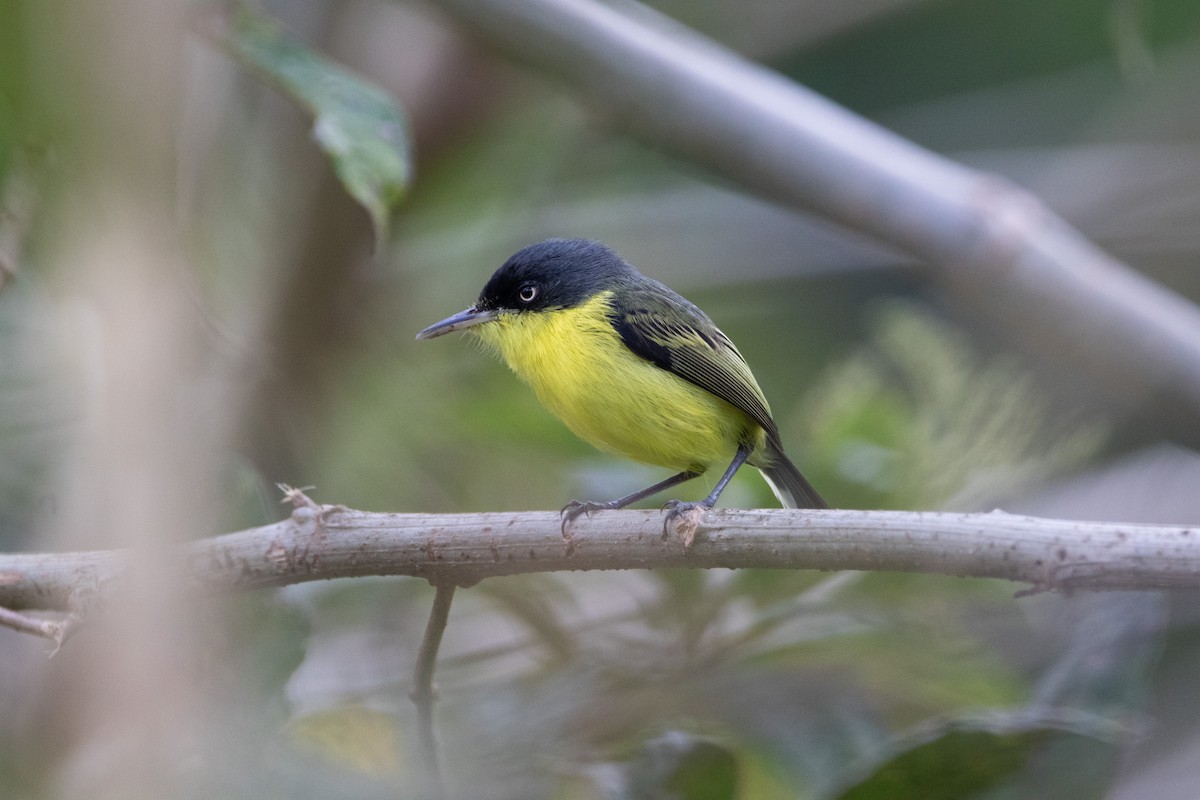 Common Tody-Flycatcher - ML616112843