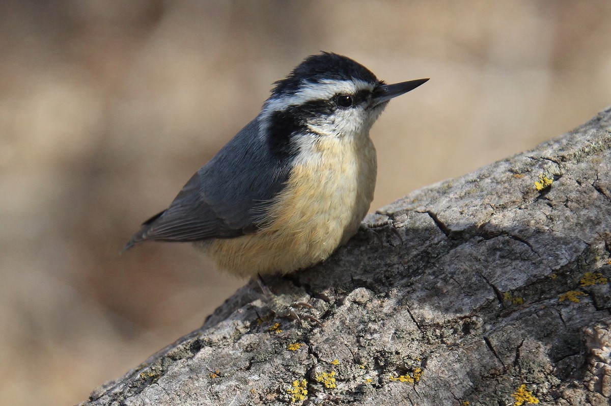 Red-breasted Nuthatch - ML616112844