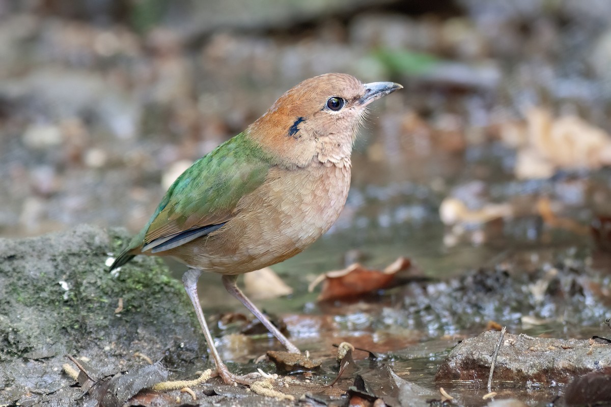 チャガシラヤイロチョウ - ML616112847