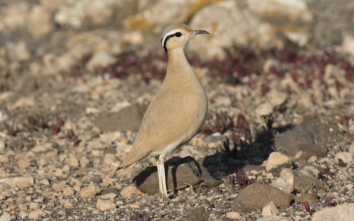 Cream-colored Courser - ML616112874