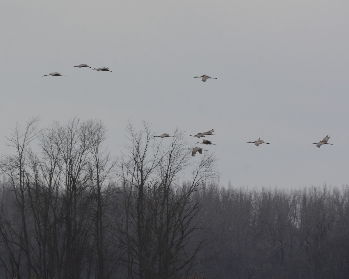 Sandhill Crane - ML616112875