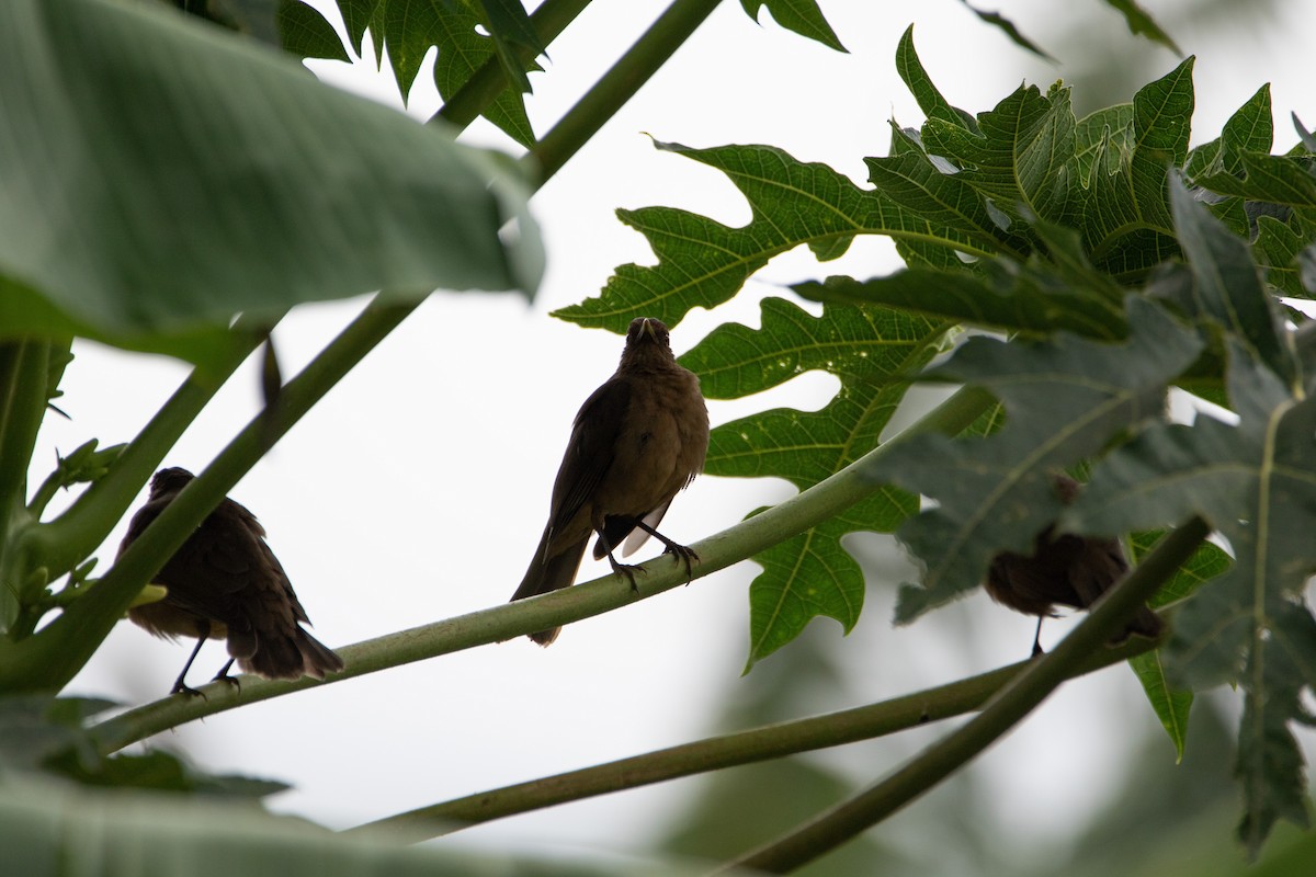 Clay-colored Thrush - ML616112880