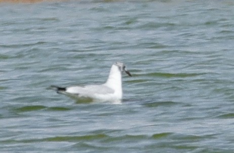Mouette rieuse - ML616112910
