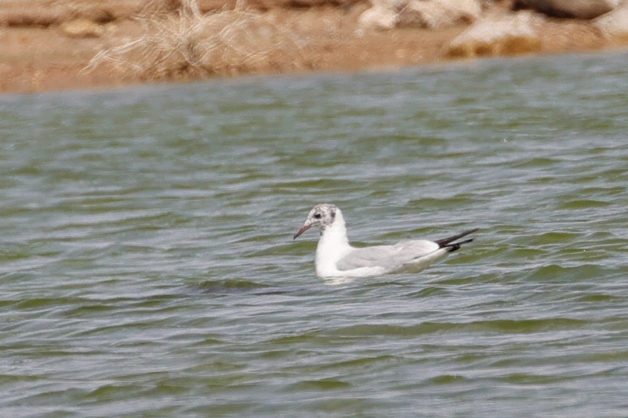 Mouette rieuse - ML616112911