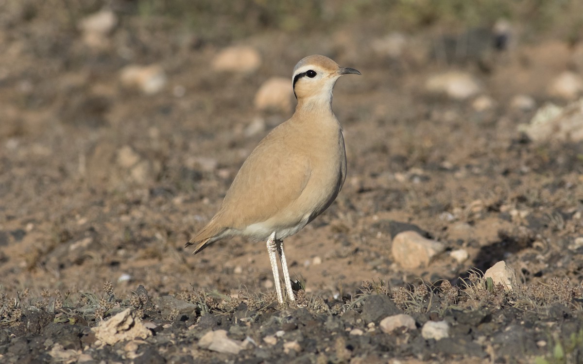 Cream-colored Courser - ML616112916