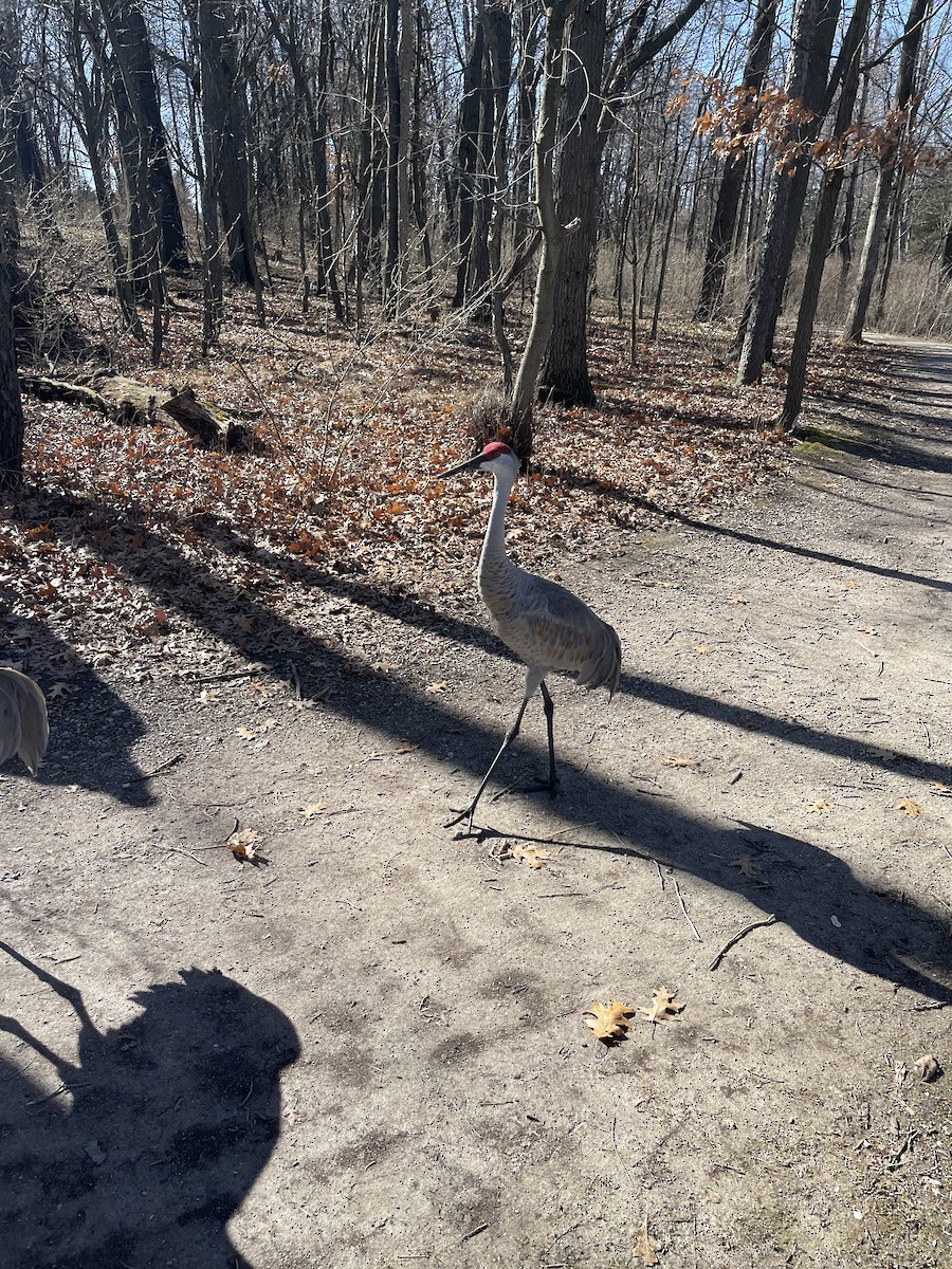 Sandhill Crane - ML616112920