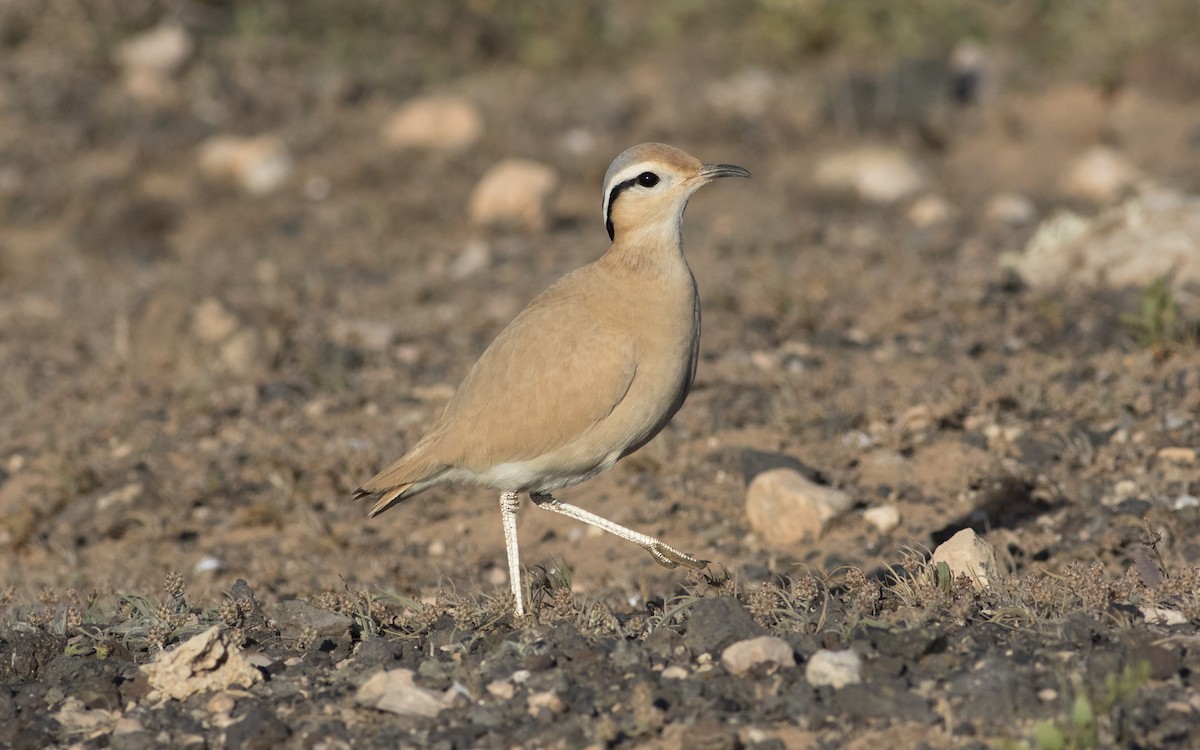 Cream-colored Courser - ML616112930
