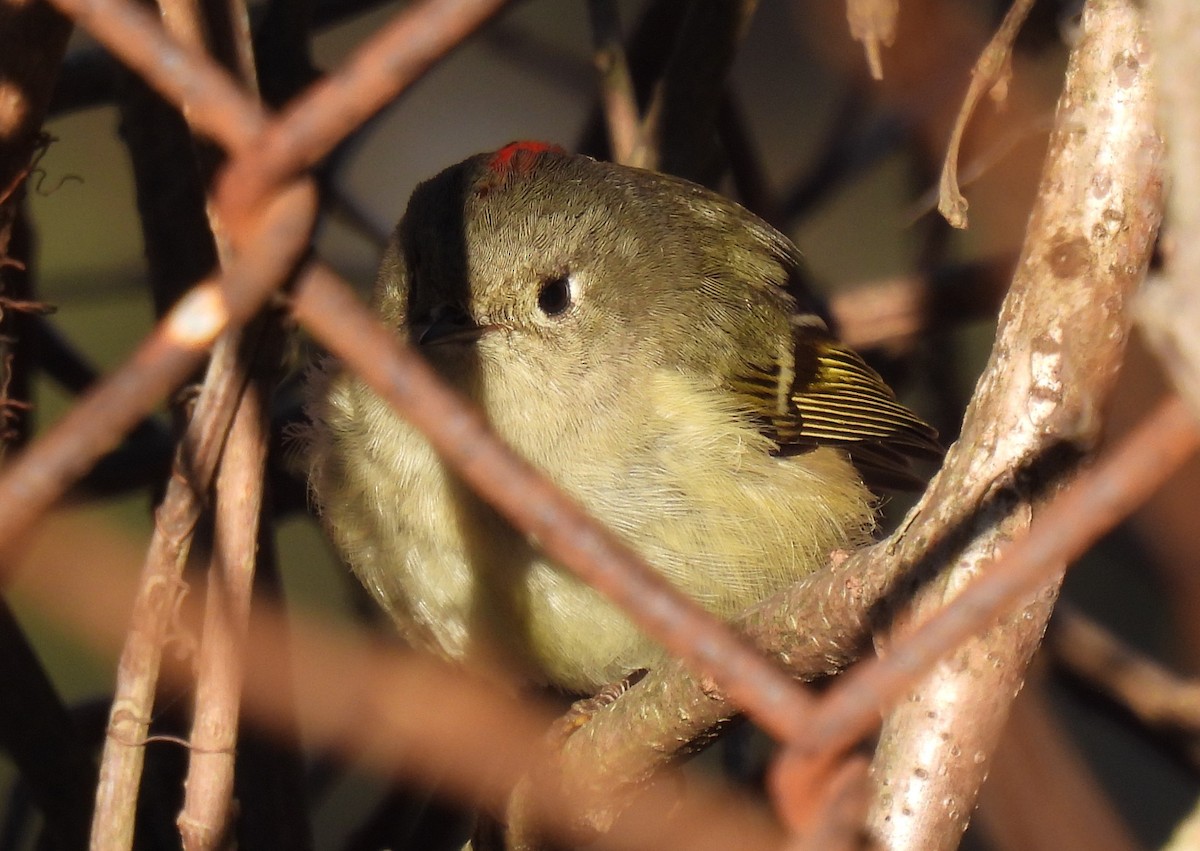 Ruby-crowned Kinglet - ML616112932