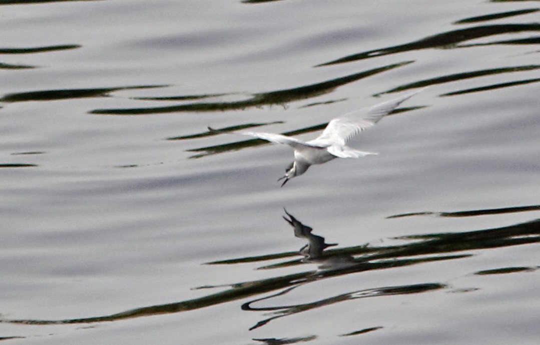 Whiskered Tern - ML616112934