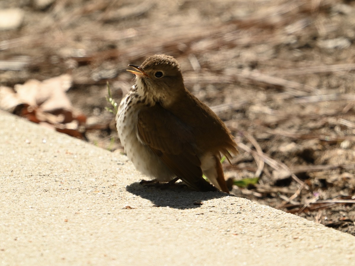 Hermit Thrush - ML616112938