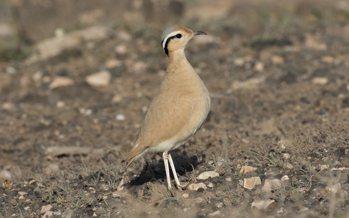 Cream-colored Courser - ML616112946