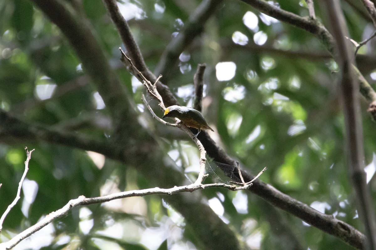 Olive-backed Euphonia - ML616112965