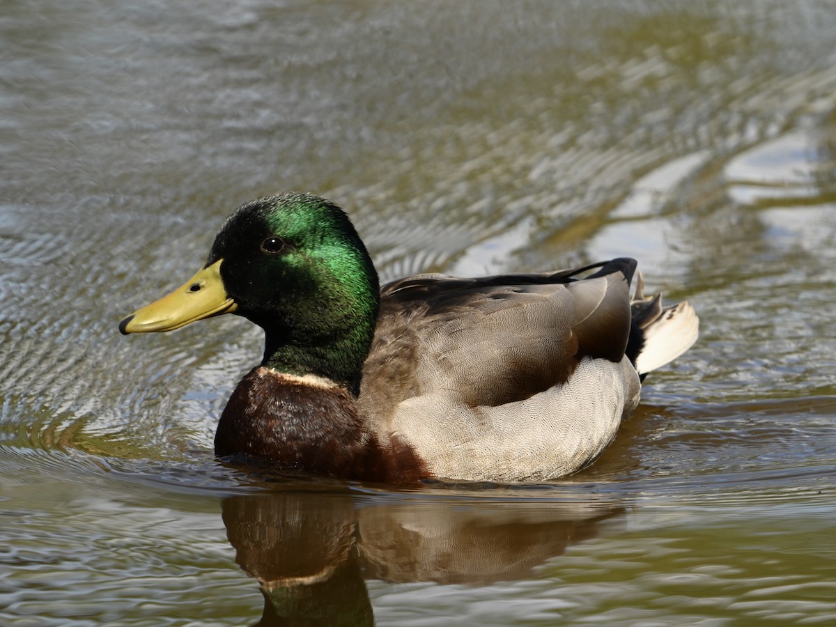 Mallard - ML616112973