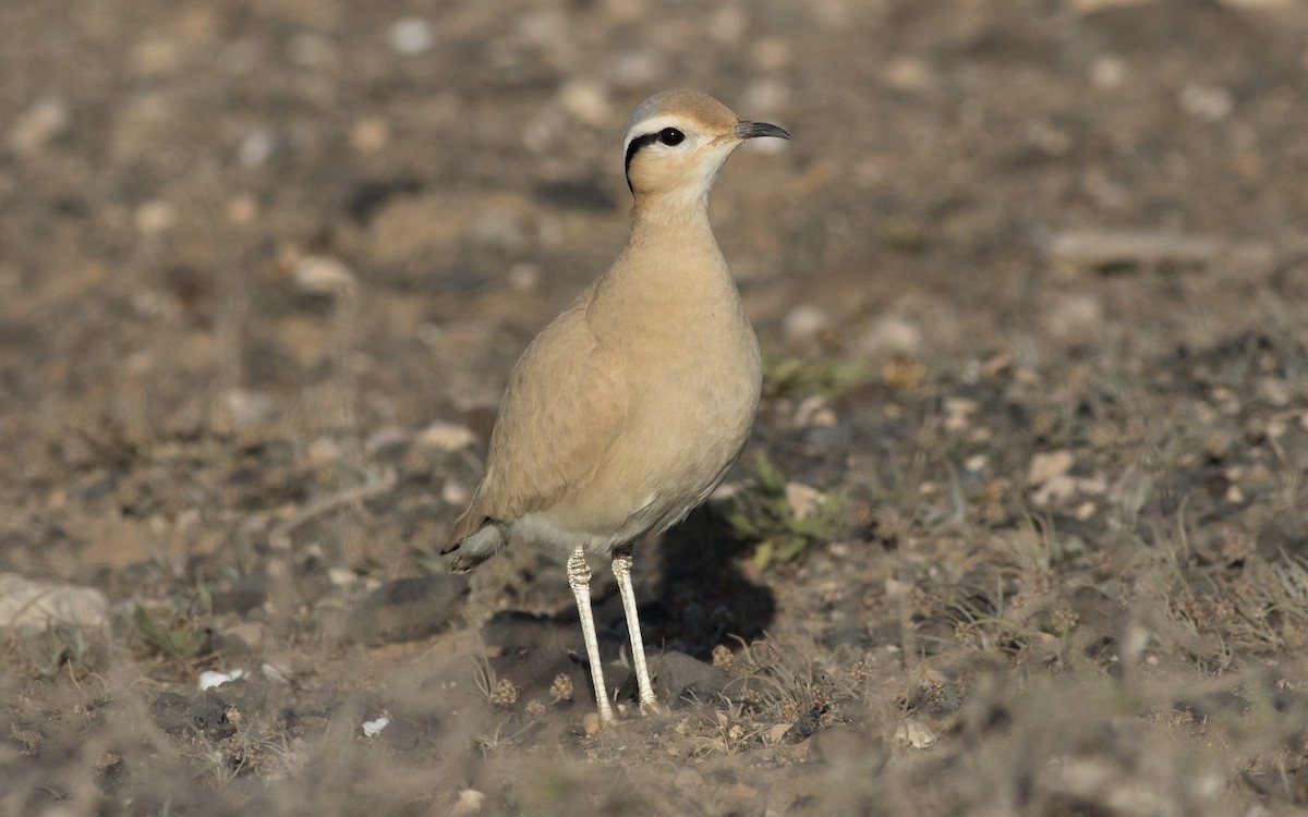 Cream-colored Courser - ML616112979