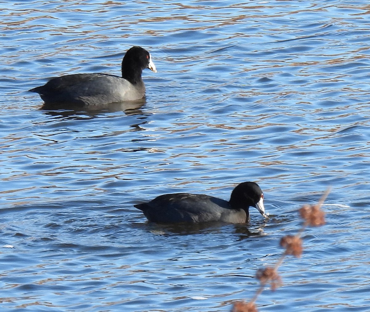 American Coot - ML616112980