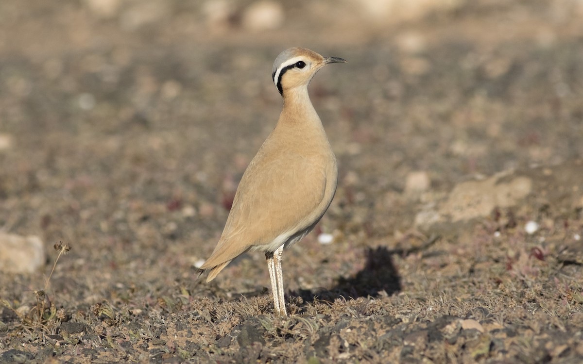 Cream-colored Courser - ML616112981