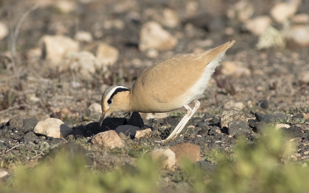 Cream-colored Courser - ML616112986
