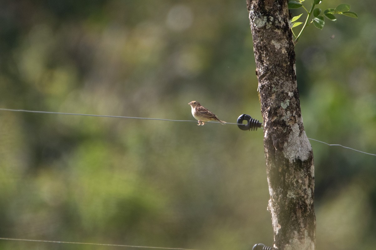 Grasshopper Sparrow - ML616112987