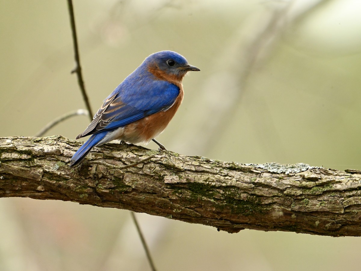 Eastern Bluebird - ML616113008